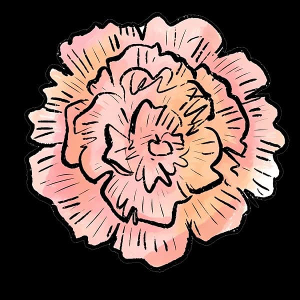 Carnation