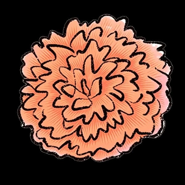 Dahlia