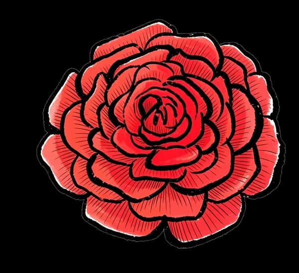 Ranunculus
