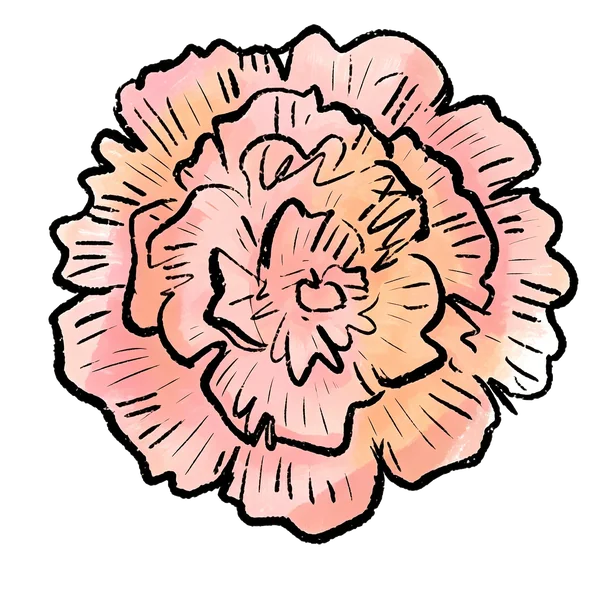 Carnation bouquet