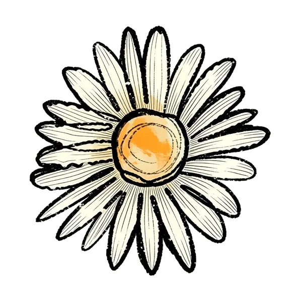 Daisy bouquet